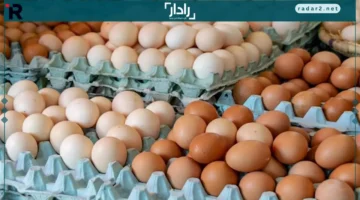 سعر كرتونة البيض اليوم الجمعة 14-11-2025 في بورصة الدواجن والمحلات التجارية